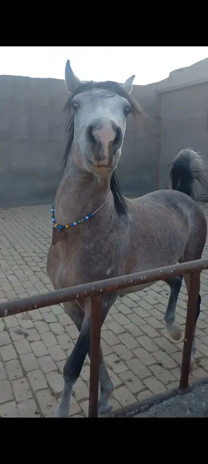 کره اسب نریان|اسب و تجهیزات اسب‌سواری|سلفچگان, |دیوار