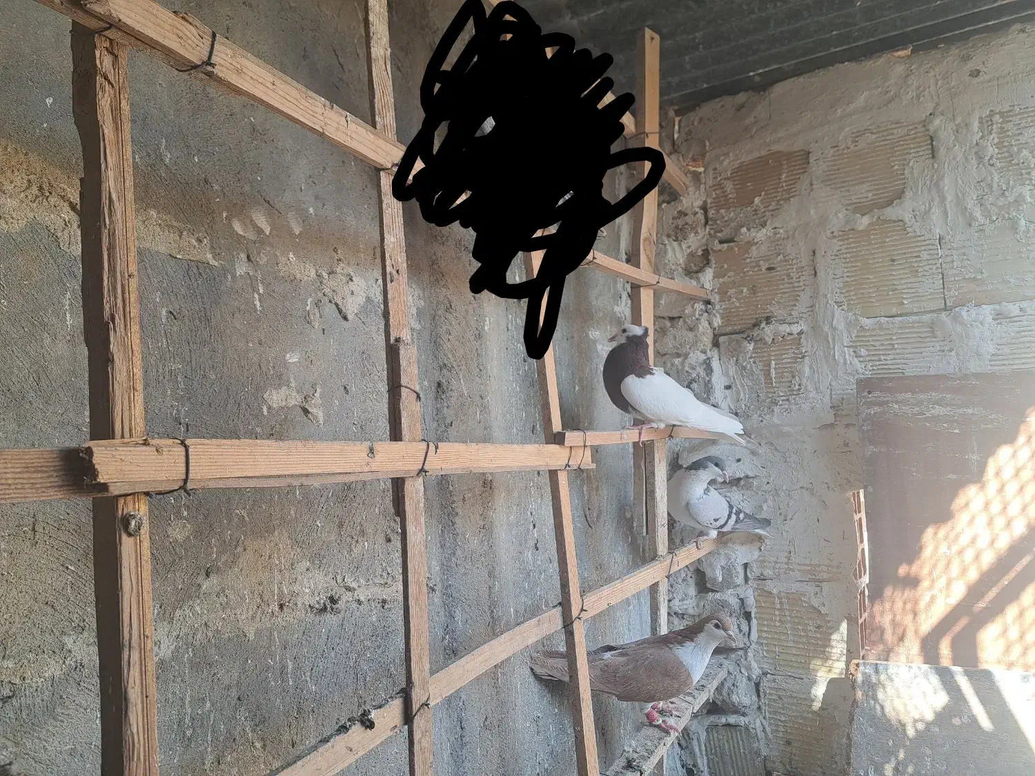 ستا کفتر زده خردی|پرنده|الوند, |دیوار