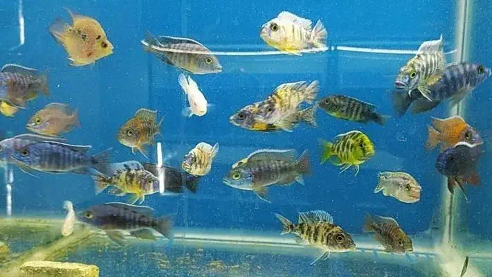 ماهی سیچلاید و ماکرو و اوراتوس مولد|ماهی|شیراز, کوشک میدان|دیوار