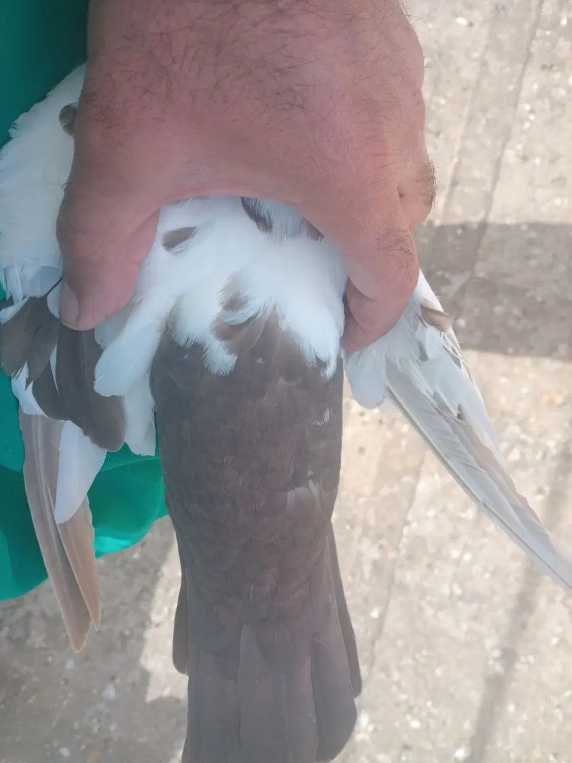 کفتر|پرنده|بروجرد, |دیوار