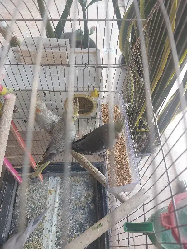 عروس هلندی|پرنده|شوط, |دیوار