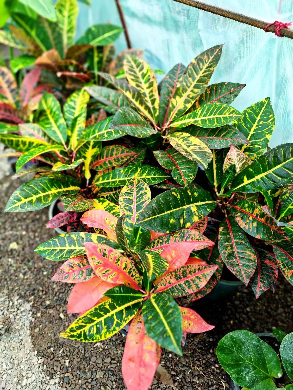 کروتون|گل و گیاه طبیعی|طاهرگوراب, |دیوار