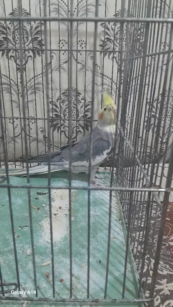 عروس هلندی مولد|پرنده|دورود, |دیوار