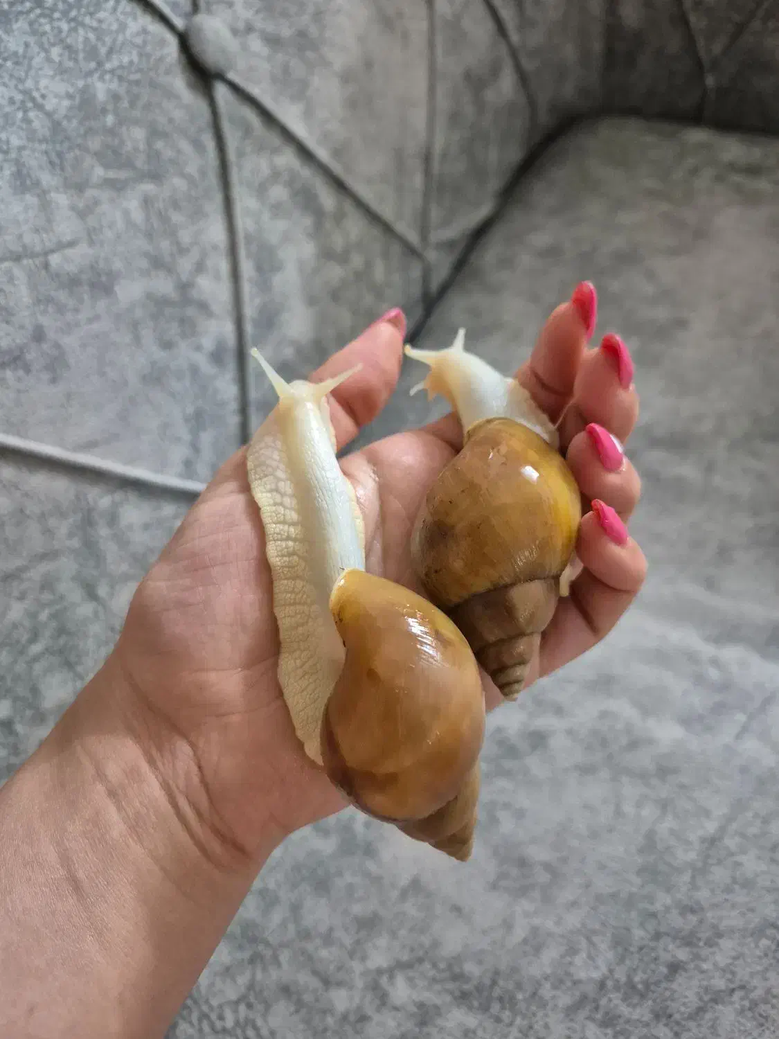 واگذاری دو عدد حلزون تراپی|خزنده|اراک, |دیوار