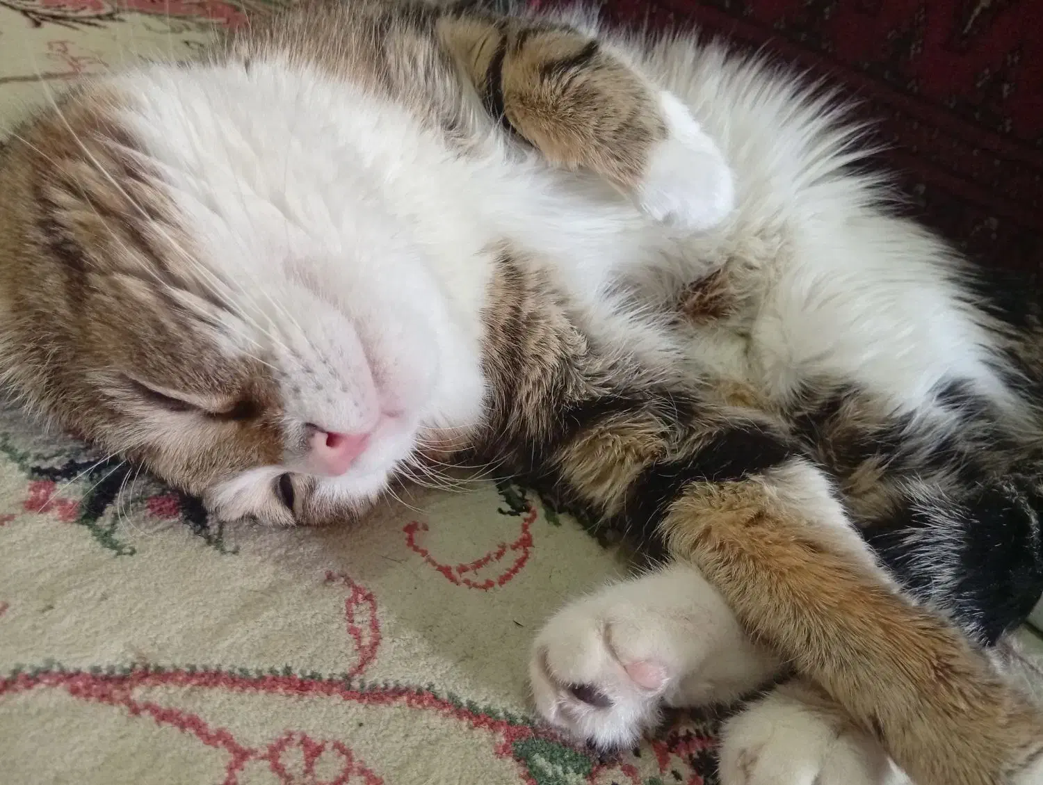 واگذاری گربه رایگان|گربه|بیرجند, |دیوار