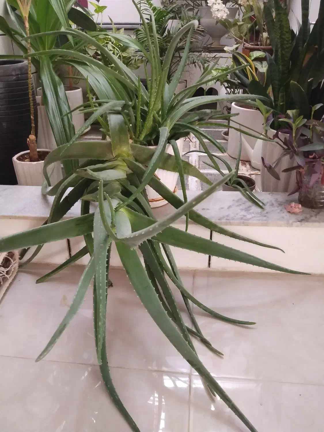 گل طبیعی|گل و گیاه طبیعی|کنگاور, |دیوار