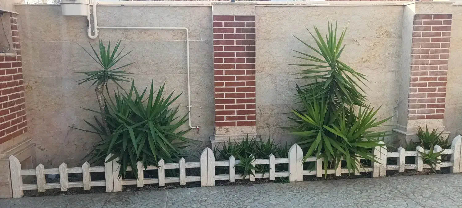 یوکا|گل و گیاه طبیعی|سنگر, |دیوار