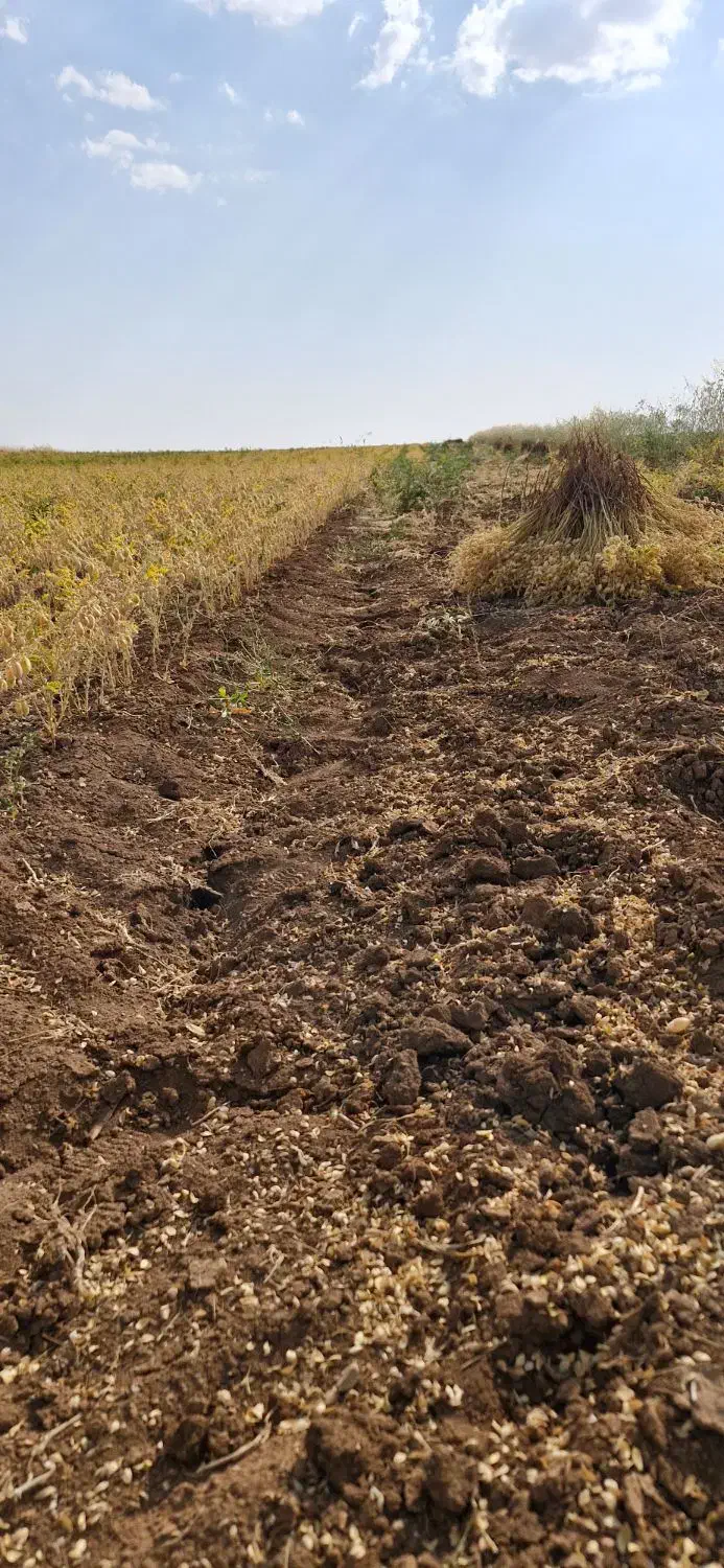 زمین مناسب طرح وکشاورزی|فروش دفتر صنعتی، کشاورزی، تجاری|کوزران, |دیوار