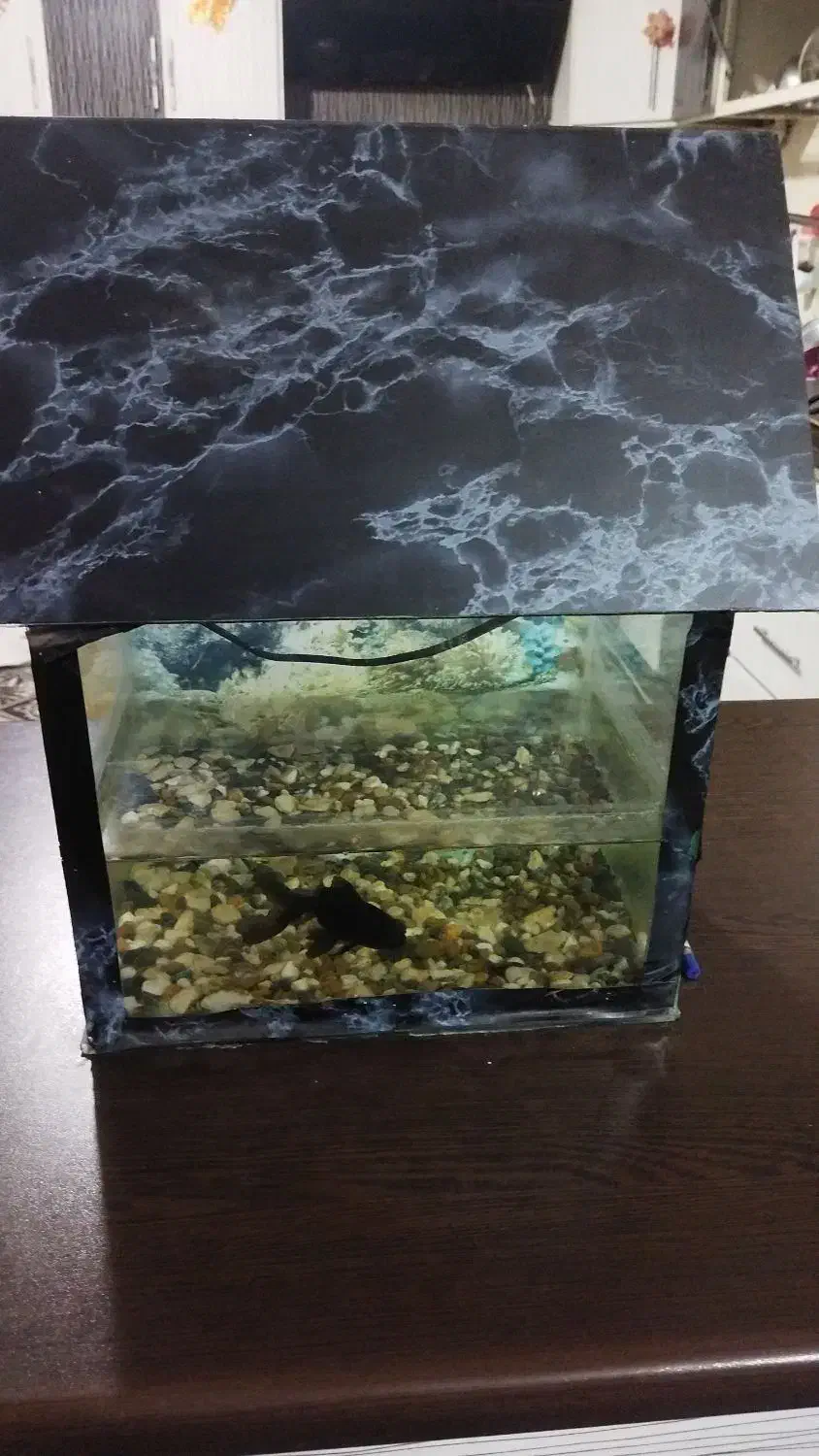 اکواریوم|ماهی|زابل, |دیوار