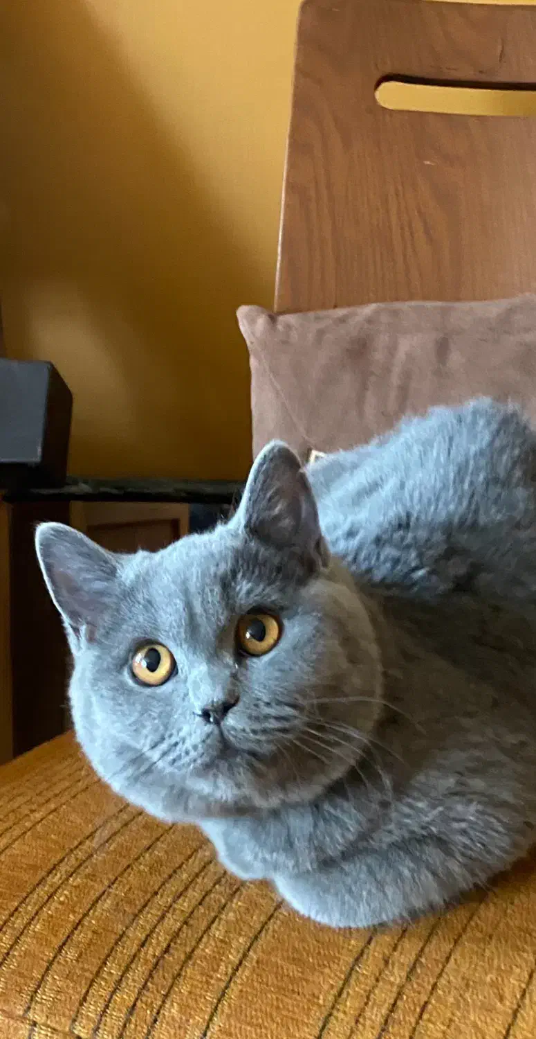 بریتیش بلو|گربه|تهران, سعادت‌آباد|دیوار