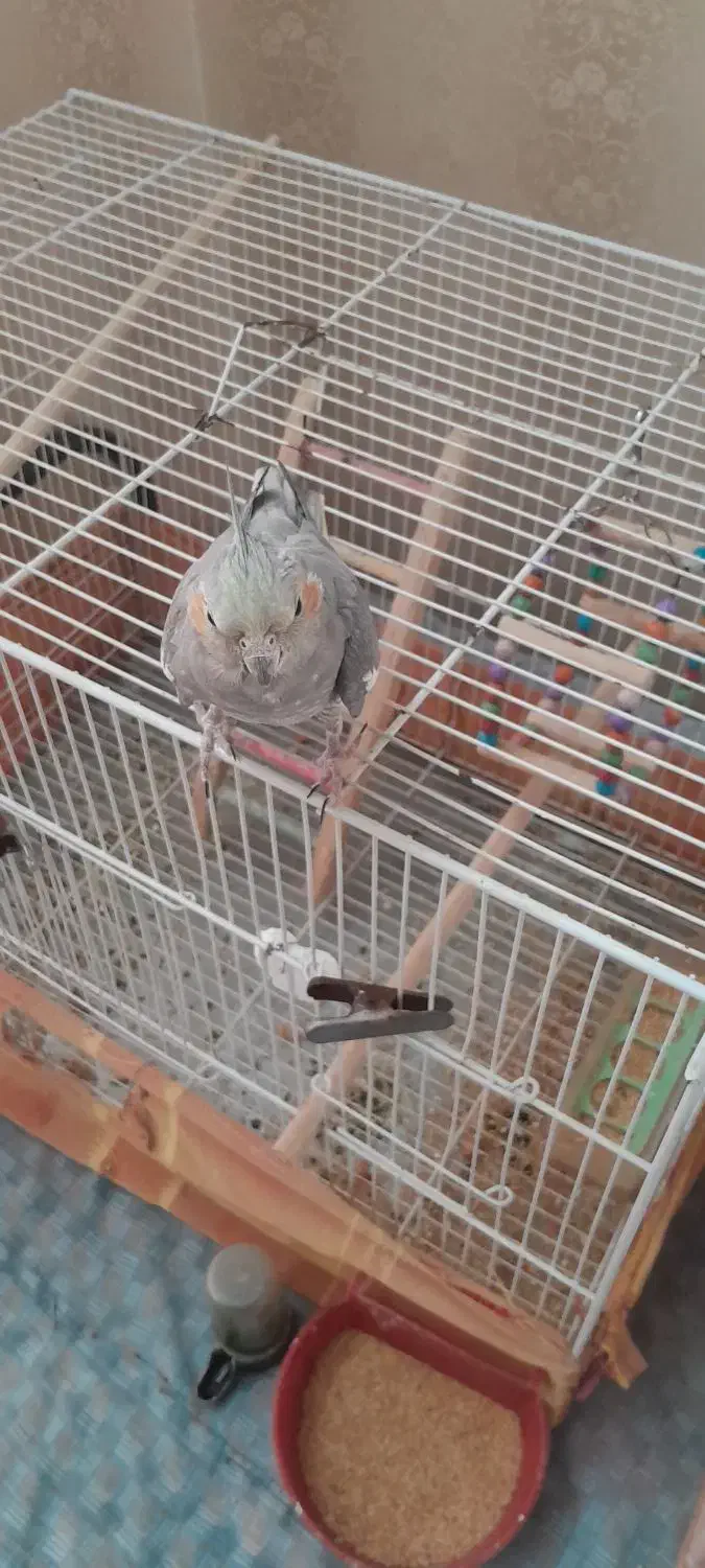 عروس هلندی مادهداماده|پرنده|گلبهار, شهر جدید گلبهار|دیوار