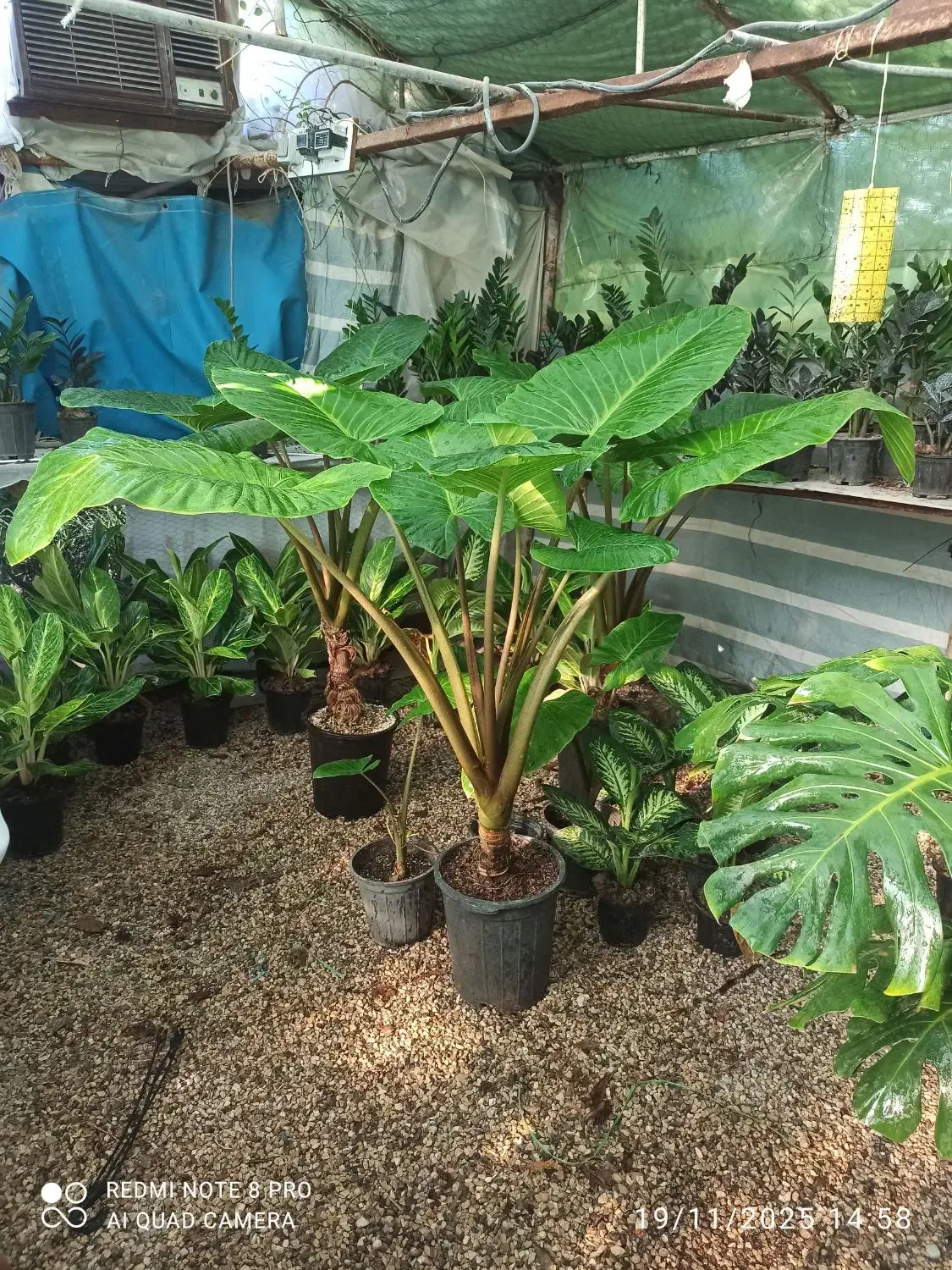 گل بابا آدم مادری|گل و گیاه طبیعی|بوشهر, |دیوار