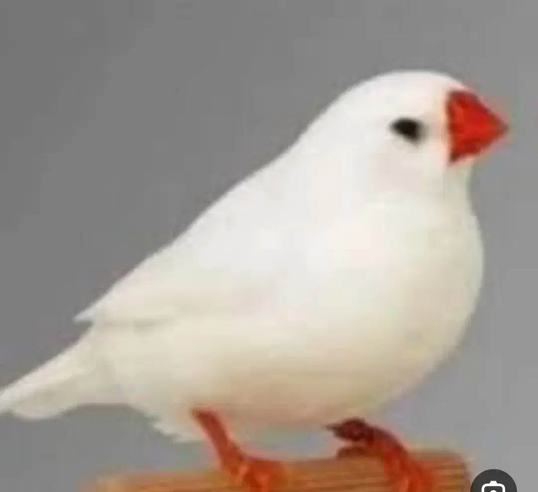 یک عدد پرنده فنچ گم شده|پرنده|فردیس, شهرک وحدت|دیوار