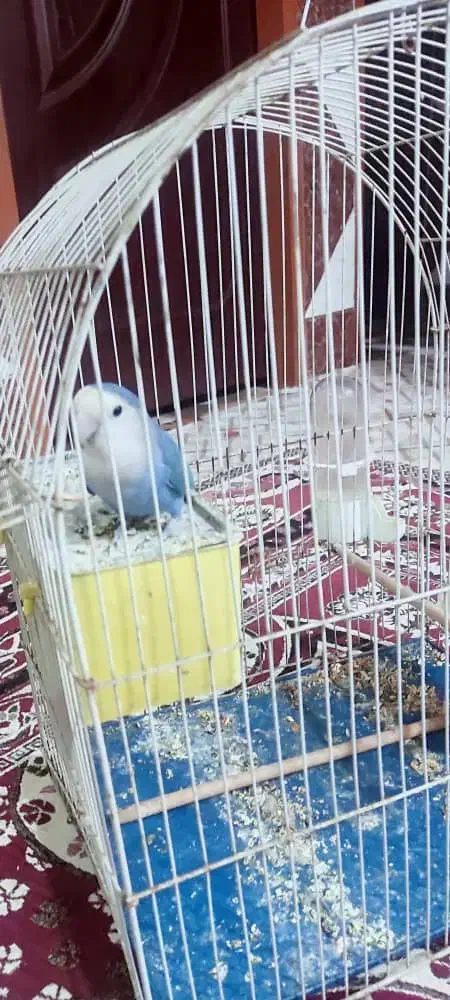 طوطی برزیلی|پرنده|شادگان, |دیوار