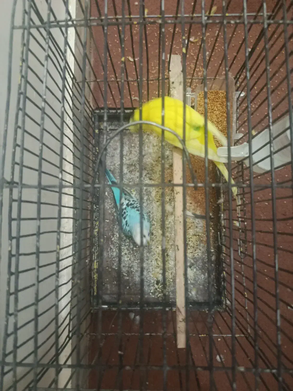 مرغ عشق باقفس و بقیه چیزها|پرنده|زابل, |دیوار