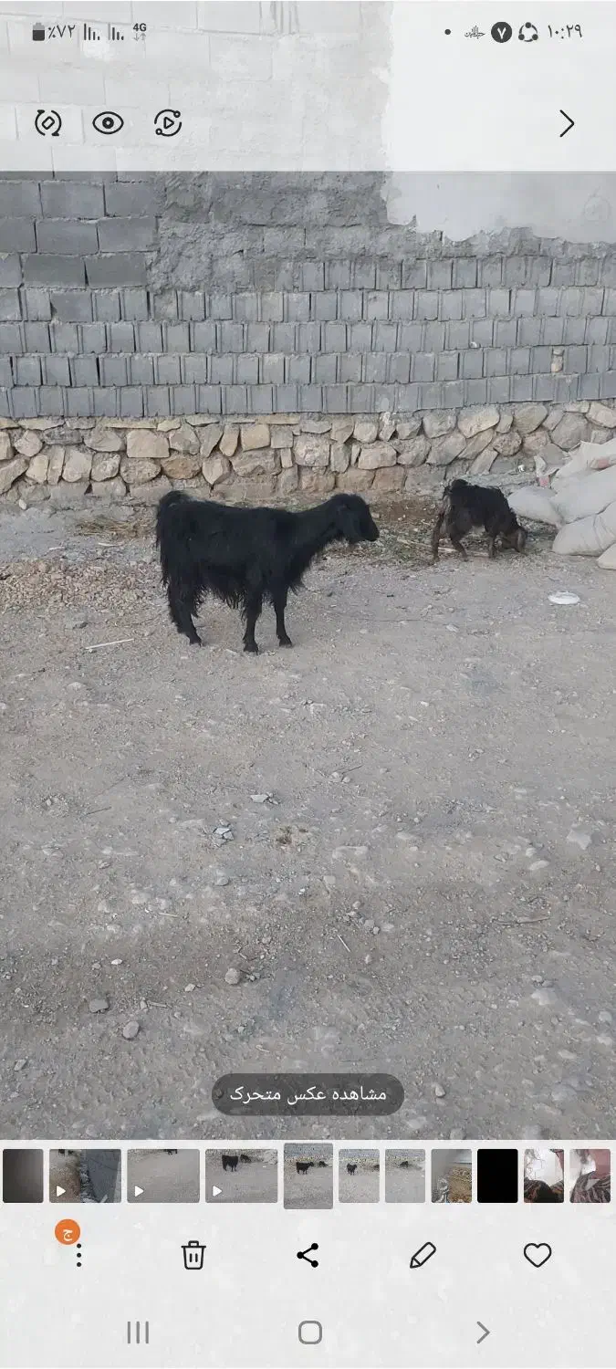 فروشیکعددبز|حیوانات مزرعه|یاسوج, |دیوار