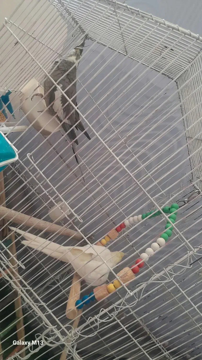 یک جفت عروس هلندی دستی با 4 تا تخم معاوضه هم دارم|پرنده|خاوران, |دیوار