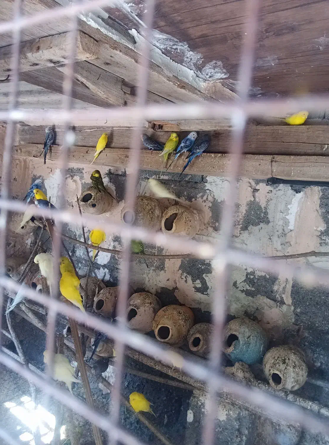 مرغ عشق|پرنده|میناب, |دیوار