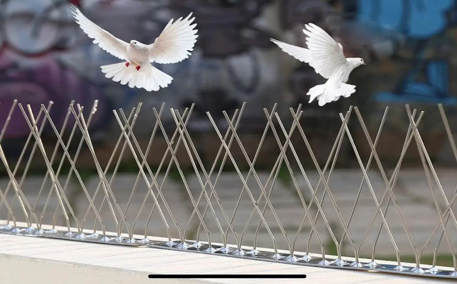 پرنده پران، شاخک دفع پرنده،راپل طناب بندباز،کبوتر|خدمات پیشه و مهارت|مشهد, ملک‌آباد|دیوار