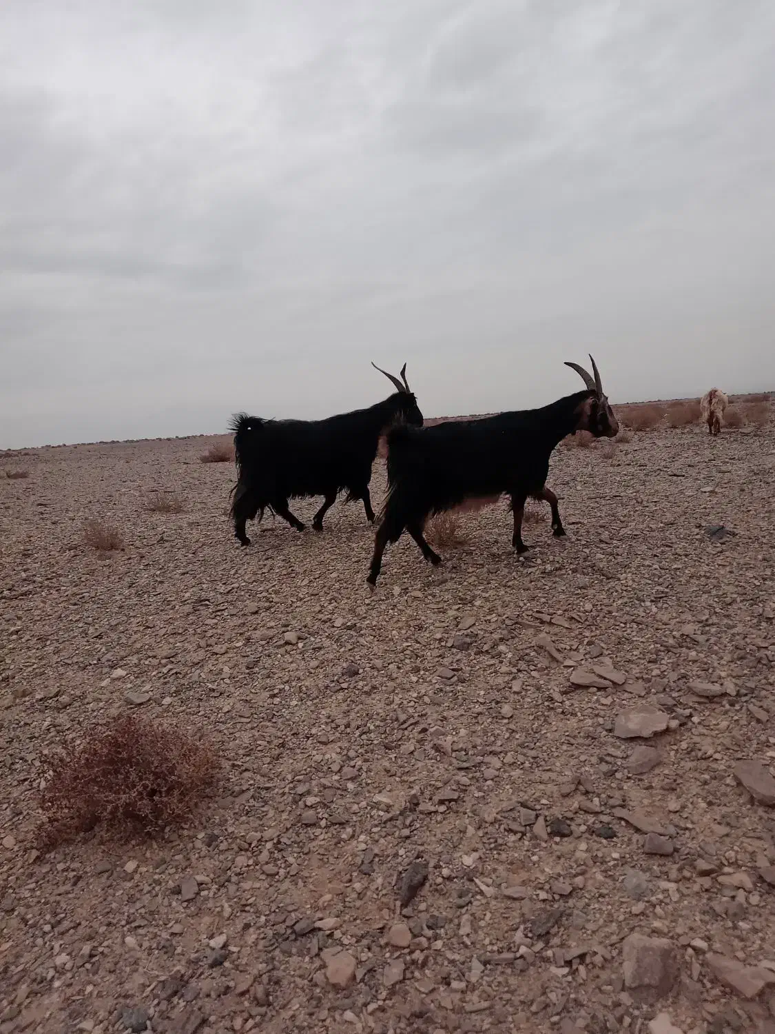 بز ترکی|حیوانات مزرعه|خضر آباد, |دیوار