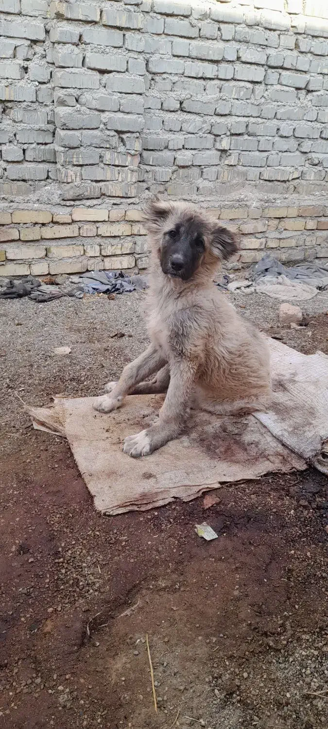 توله سگ ماده|سگ|قیدار, |دیوار