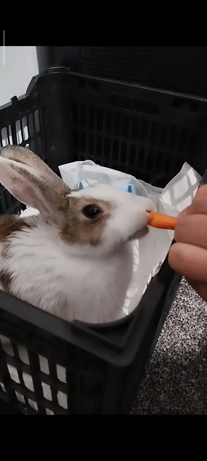 خرگوش داچ آلمانی|موش و خرگوش|تهران, ازگل|دیوار