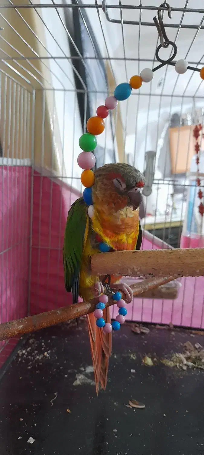 پرنده|حیوانات|میاندوآب, |دیوار