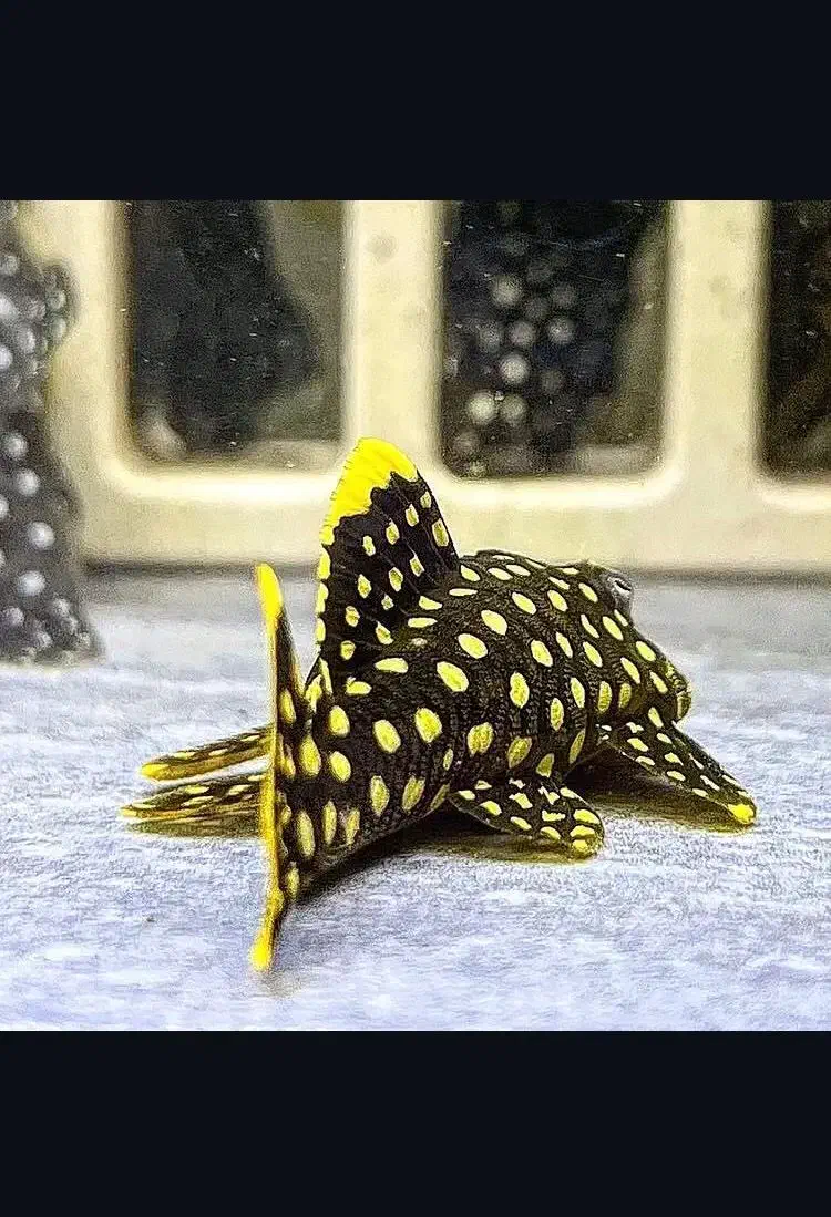 ماهی وآکواریوم(مستر دیسکس)|ماهی|تهران, باغ خزانه|دیوار