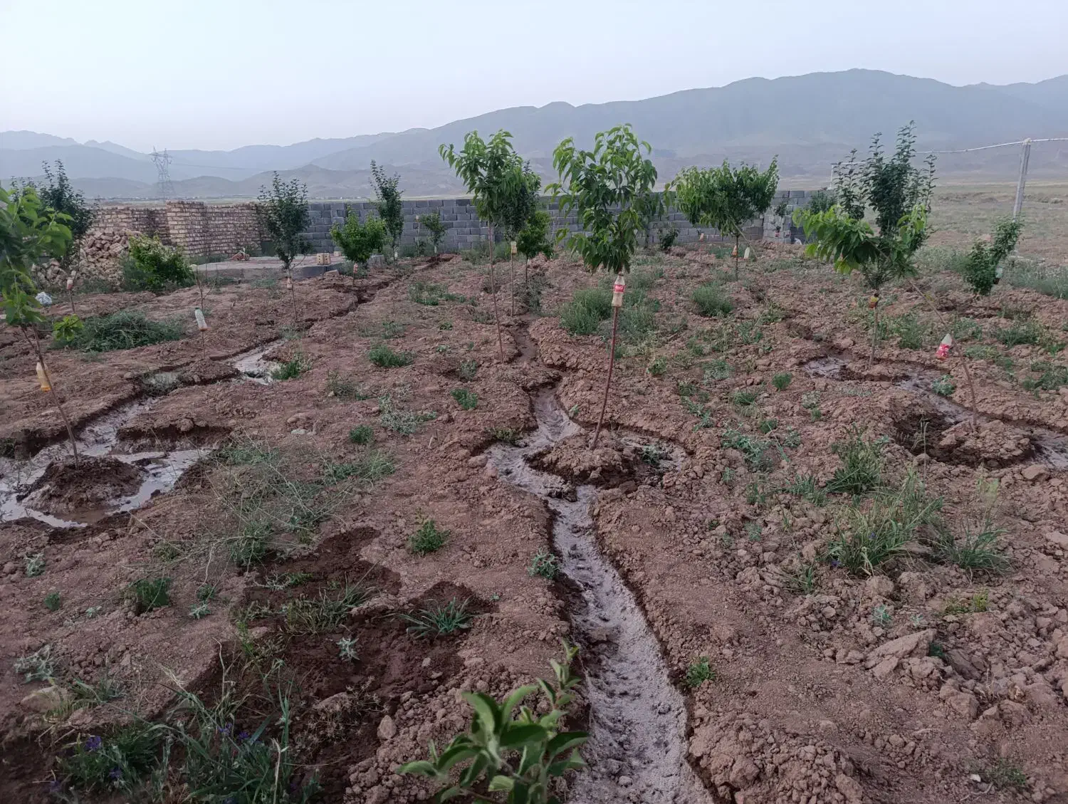 باغچه فروشی|فروش زمین و ملک کلنگی|نیشابور, مازول|دیوار