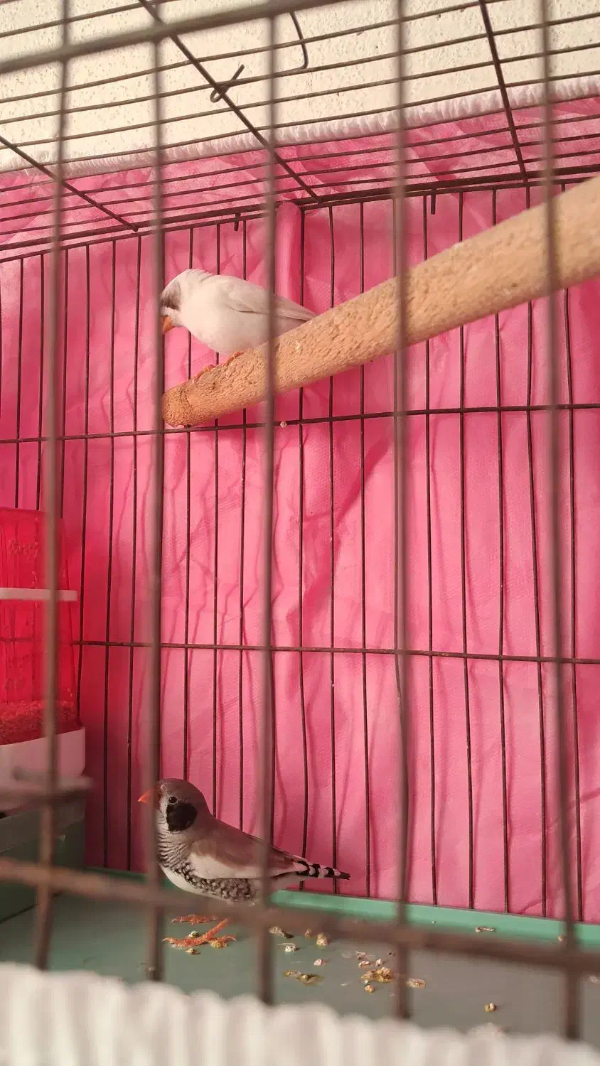 ۱جفت فنچ لپ سیاه باوسایل کامل|پرنده|شیراز, پودنک|دیوار