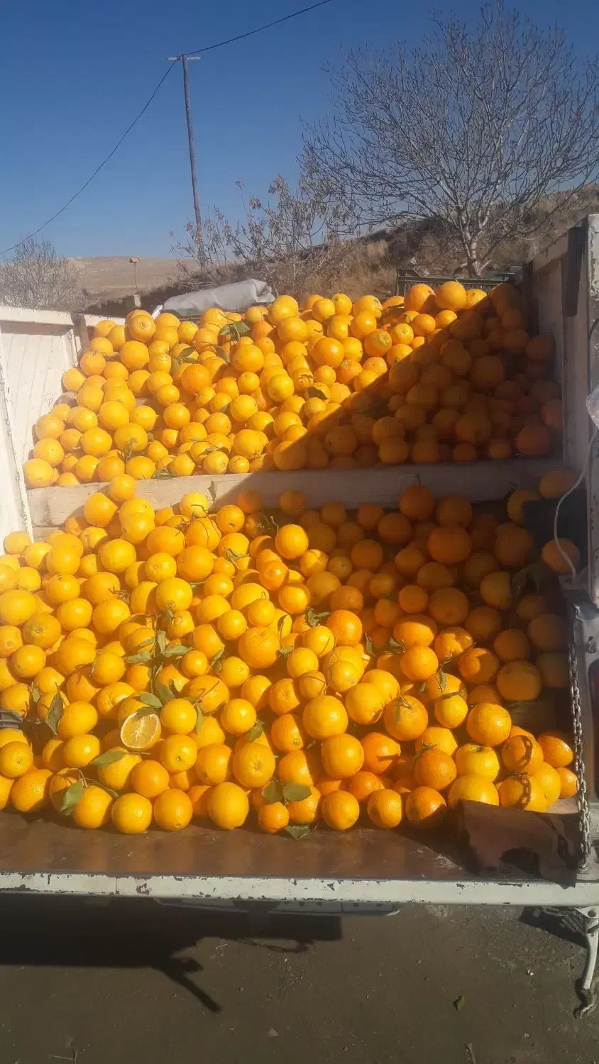 تامسون تازه بار قائم شهر،هر مقداری خواستید درخدمتم|خوردنی و آشامیدنی|مهاباد (آذربایجان غربی), |دیوار