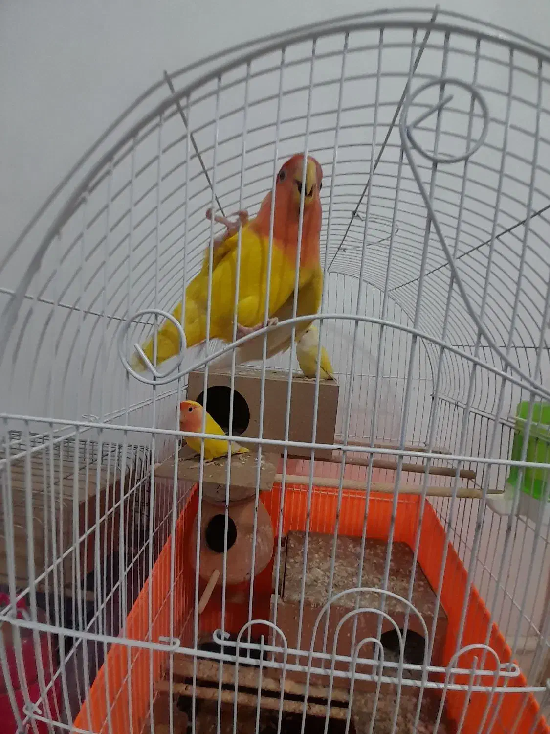 فروش طوطی برزیلی بالغ سالم|پرنده|محمدشهر, محمدشهر|دیوار