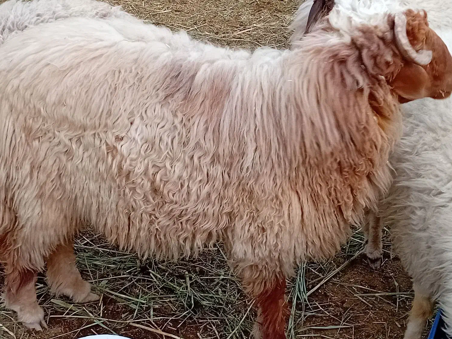 شادگان|حیوانات مزرعه|شادگان, |دیوار