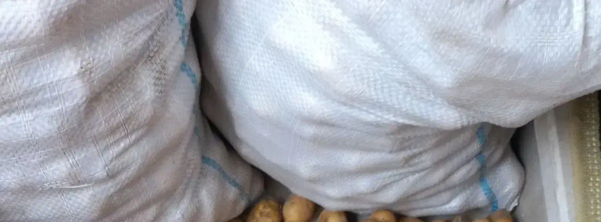 سیب زمینی دامی|حیوانات مزرعه|مشگین شهر, |دیوار