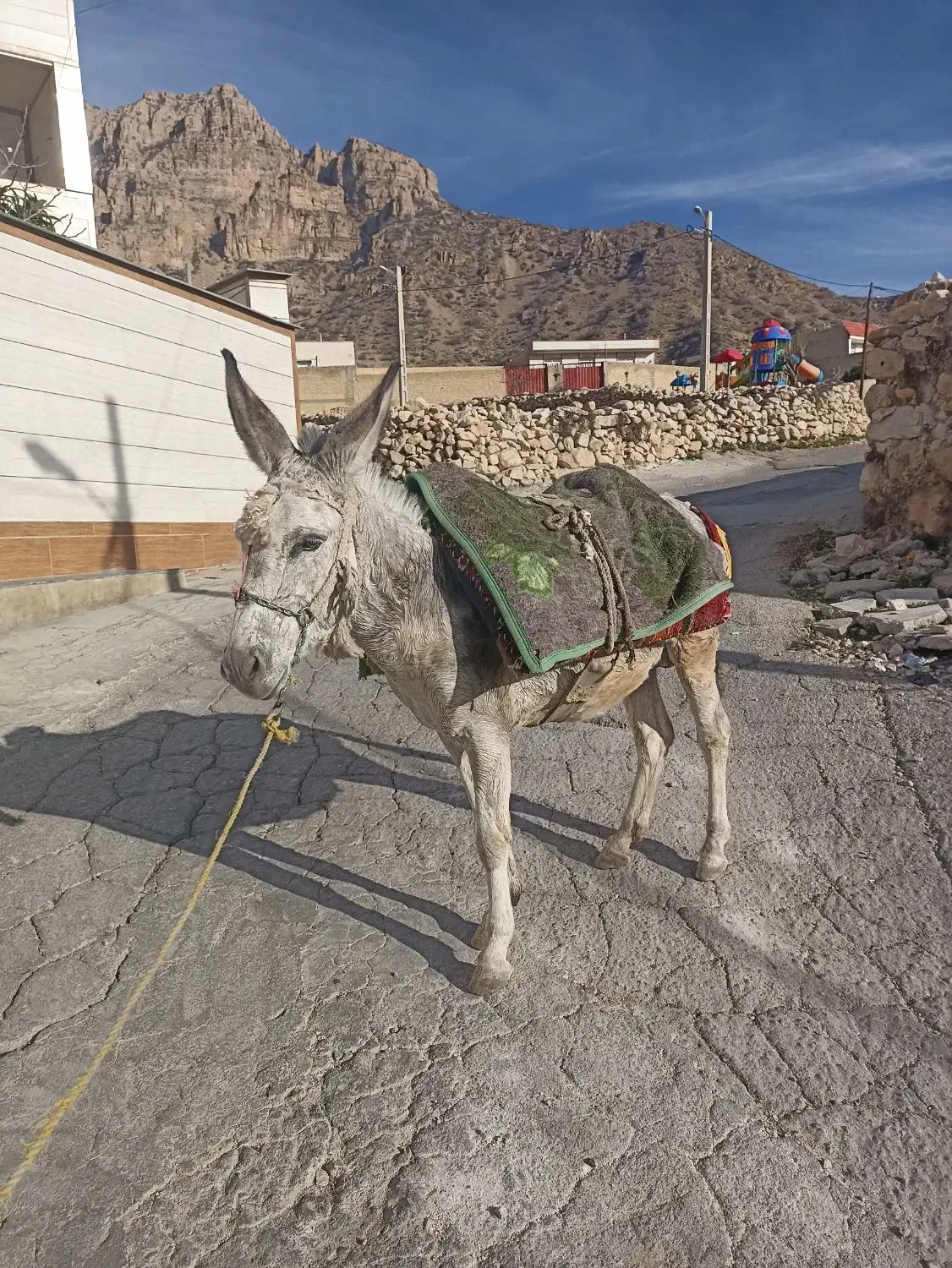 الاغ گندی|حیوانات مزرعه|کازرون, |دیوار