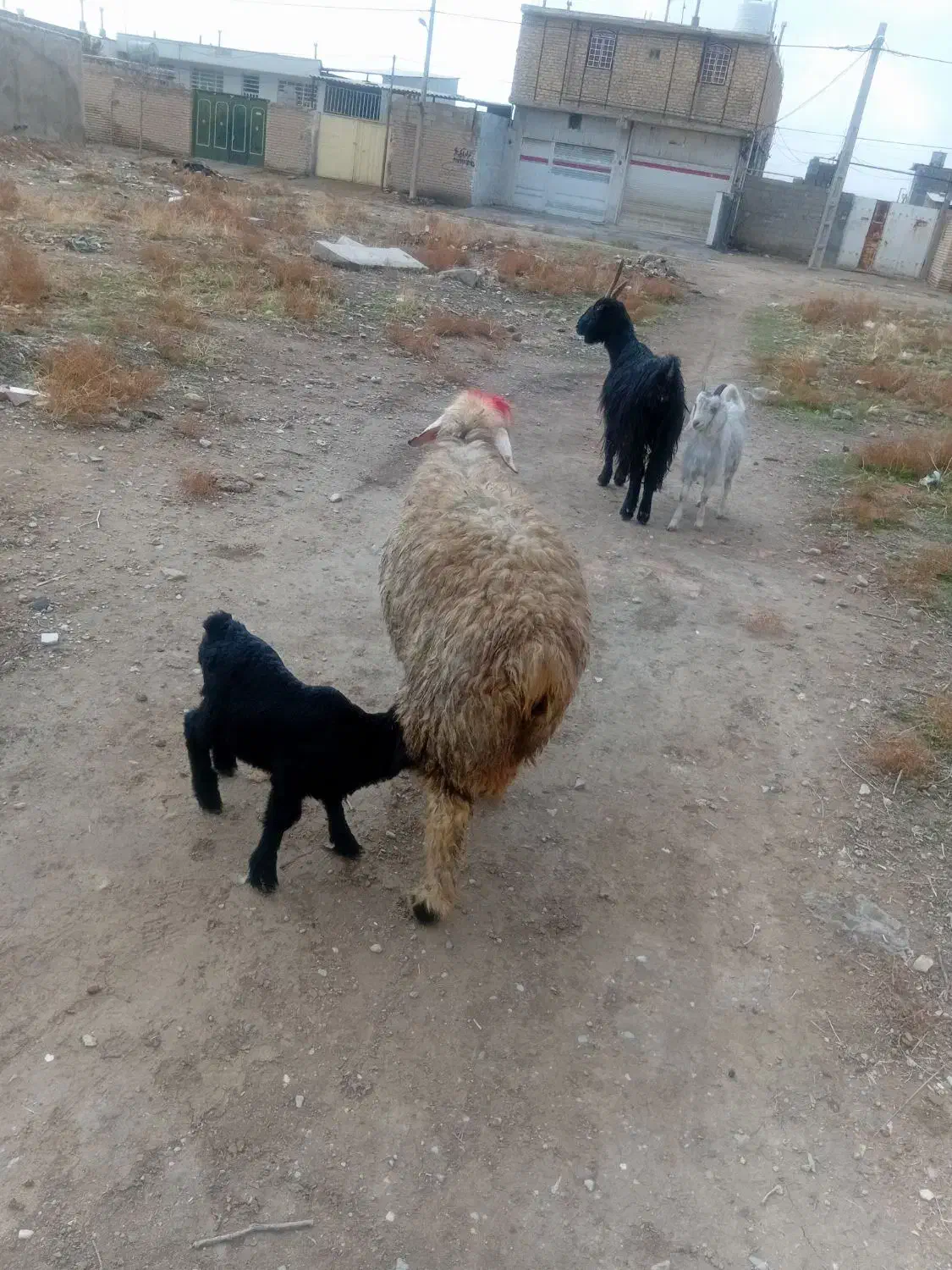 میش بره|حیوانات مزرعه|مرودشت, محمد آباد|دیوار