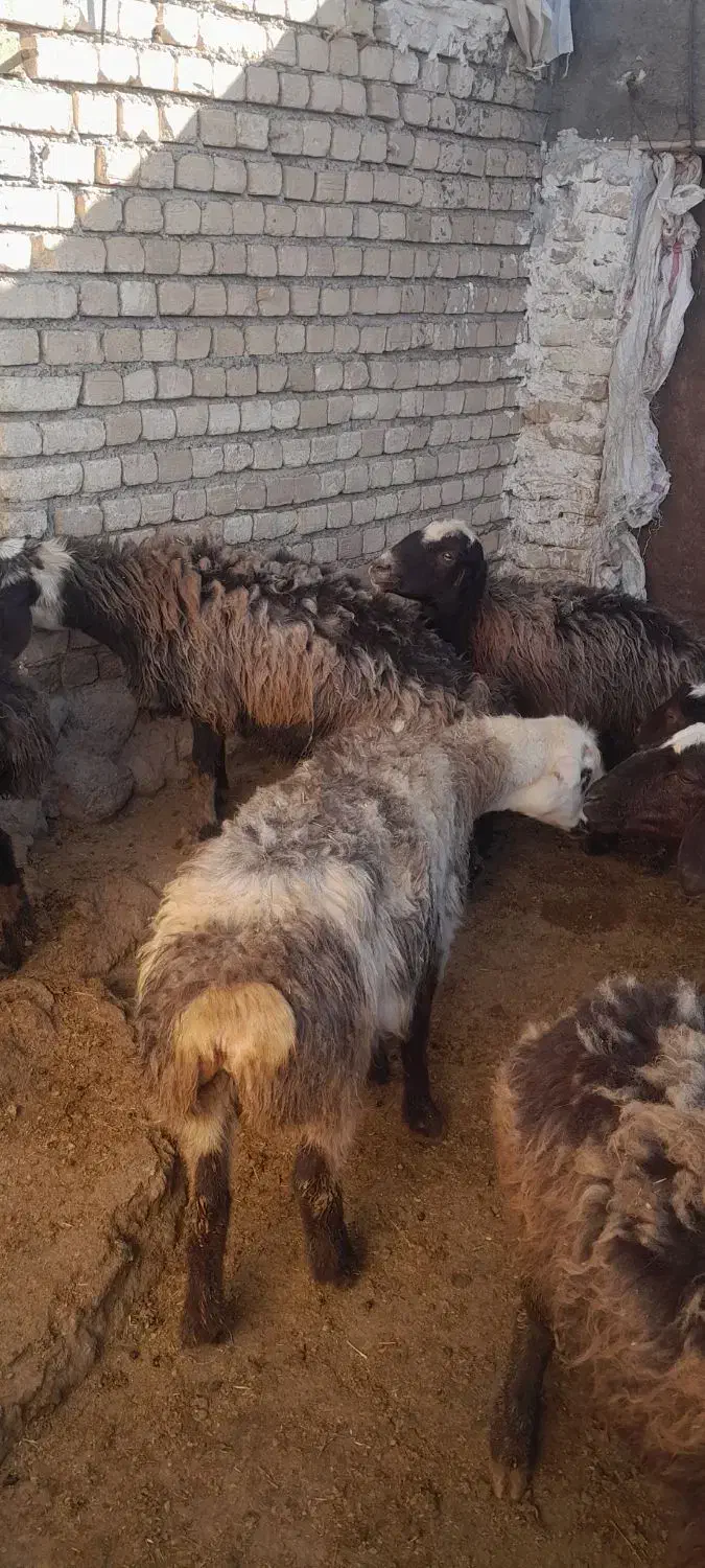 میش و بره|حیوانات مزرعه|زاغه, |دیوار