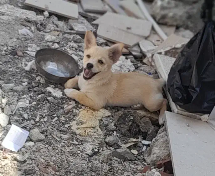 سگ پاکوتاه|سگ|پارسآباد, |دیوار