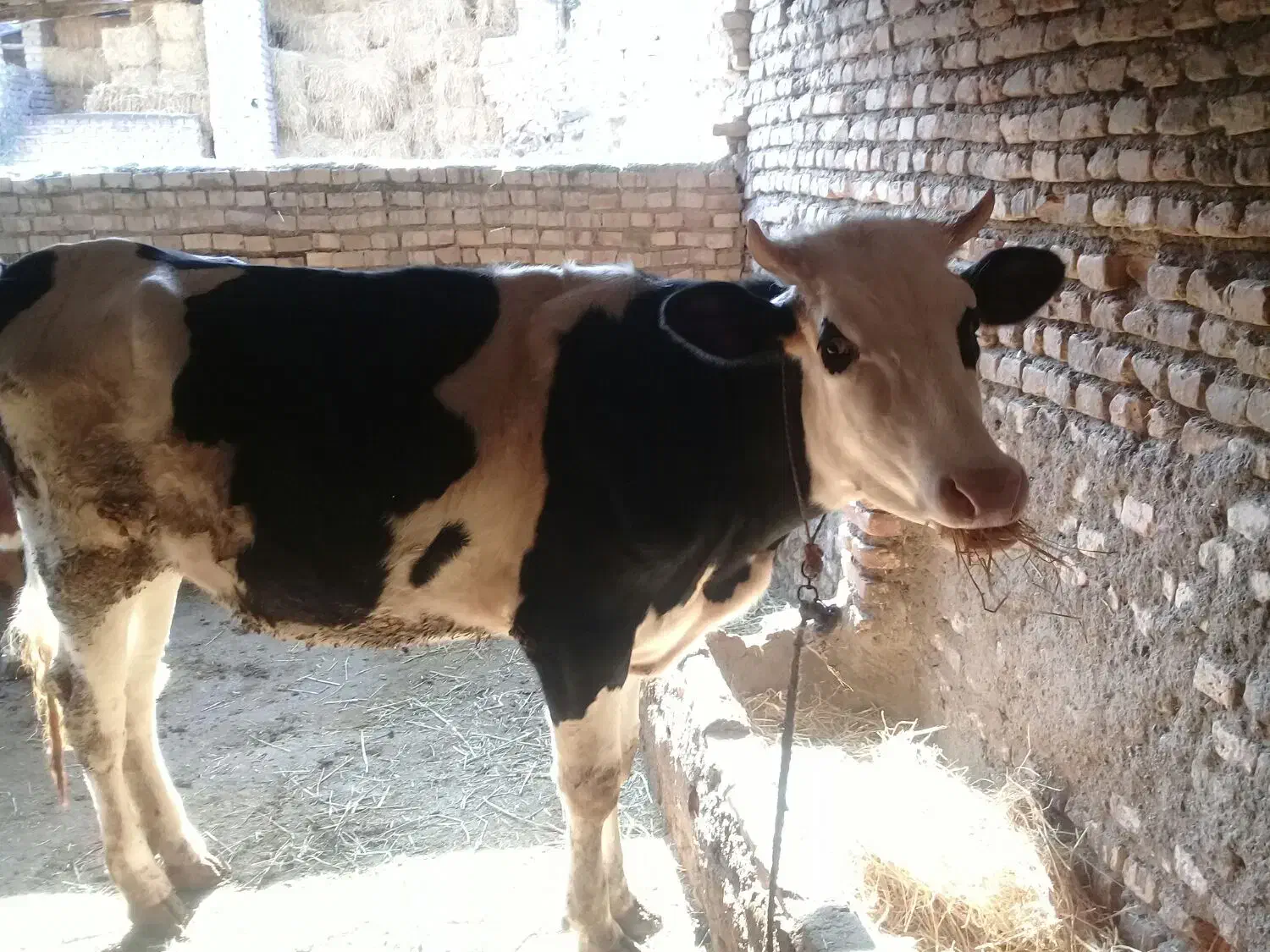 تلیسه آبستن|حیوانات مزرعه|گرگان, |دیوار