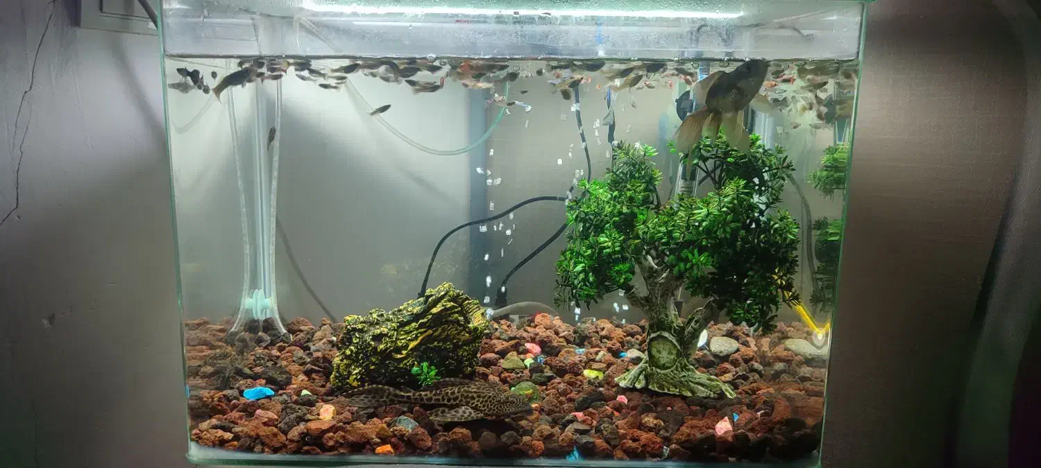 دو عدد شیشه اکواریوم|لوازم جانبی حیوانات|نقده, |دیوار