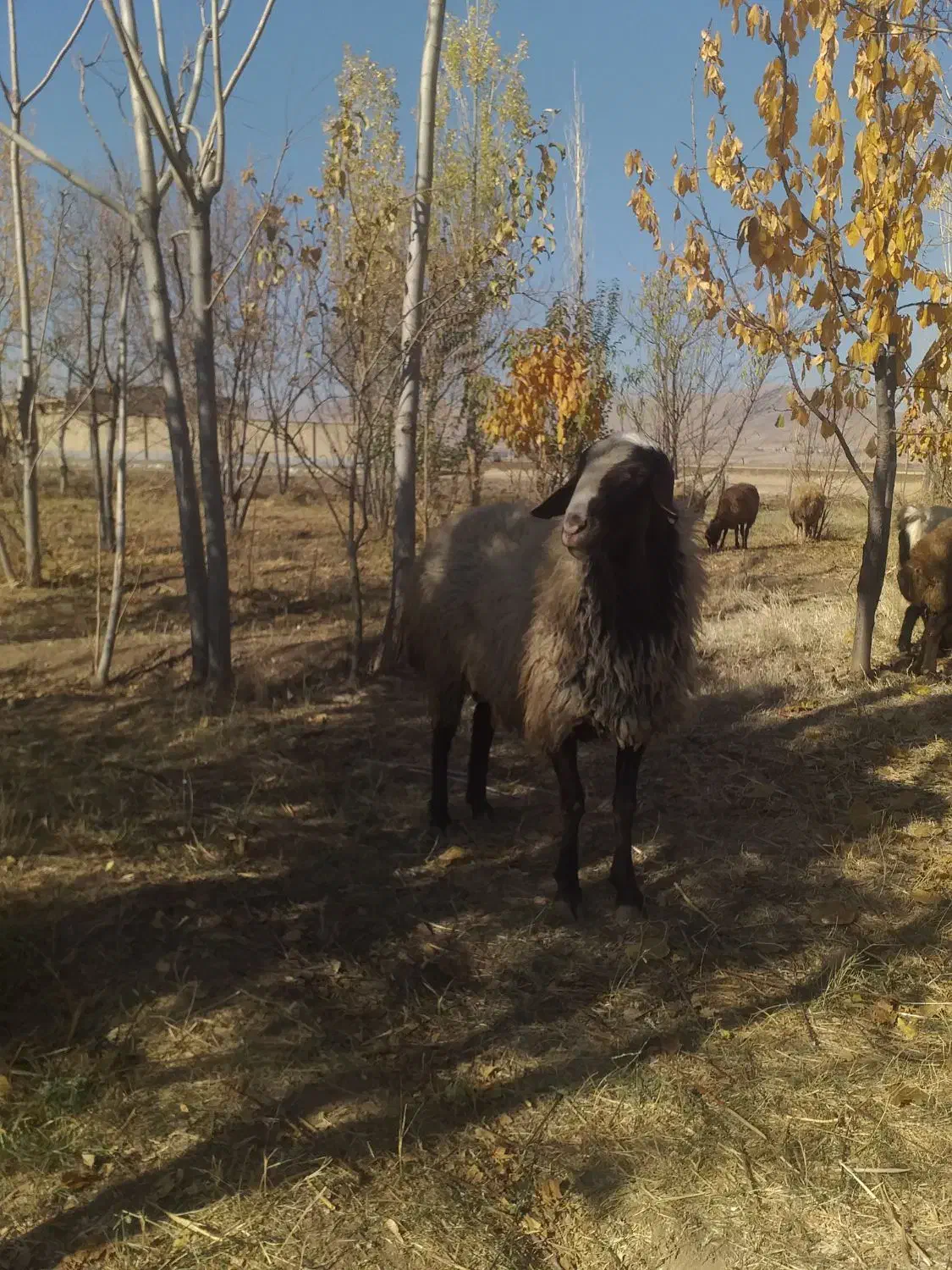 فروش قوچ نر شال|حیوانات مزرعه|پیر سلیمان, |دیوار