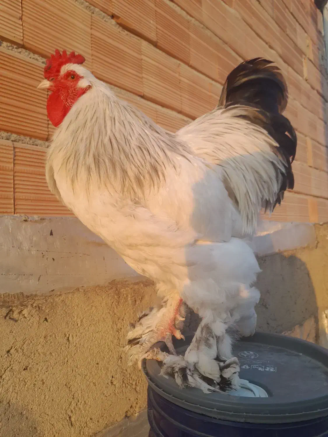 فروش تک خروس برهما لایت وارداتی|حیوانات مزرعه|گنبد کاووس, |دیوار