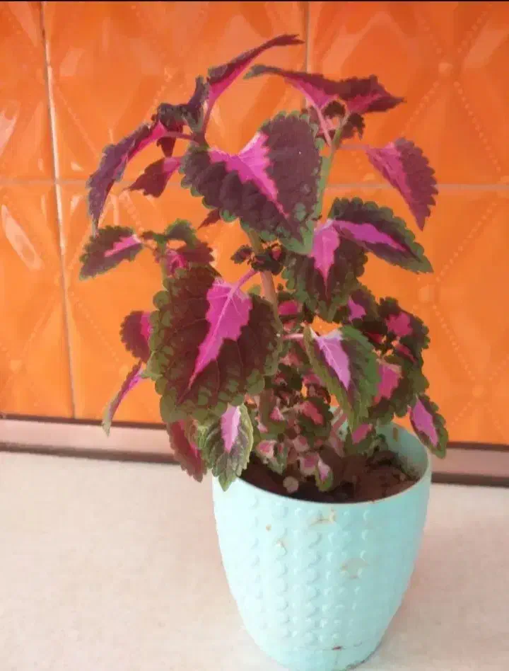 تعداد ۳عدد گل حسن یوسف (گل مخمل)|گل و گیاه طبیعی|تهران, جوادیه تهرانپارس|دیوار