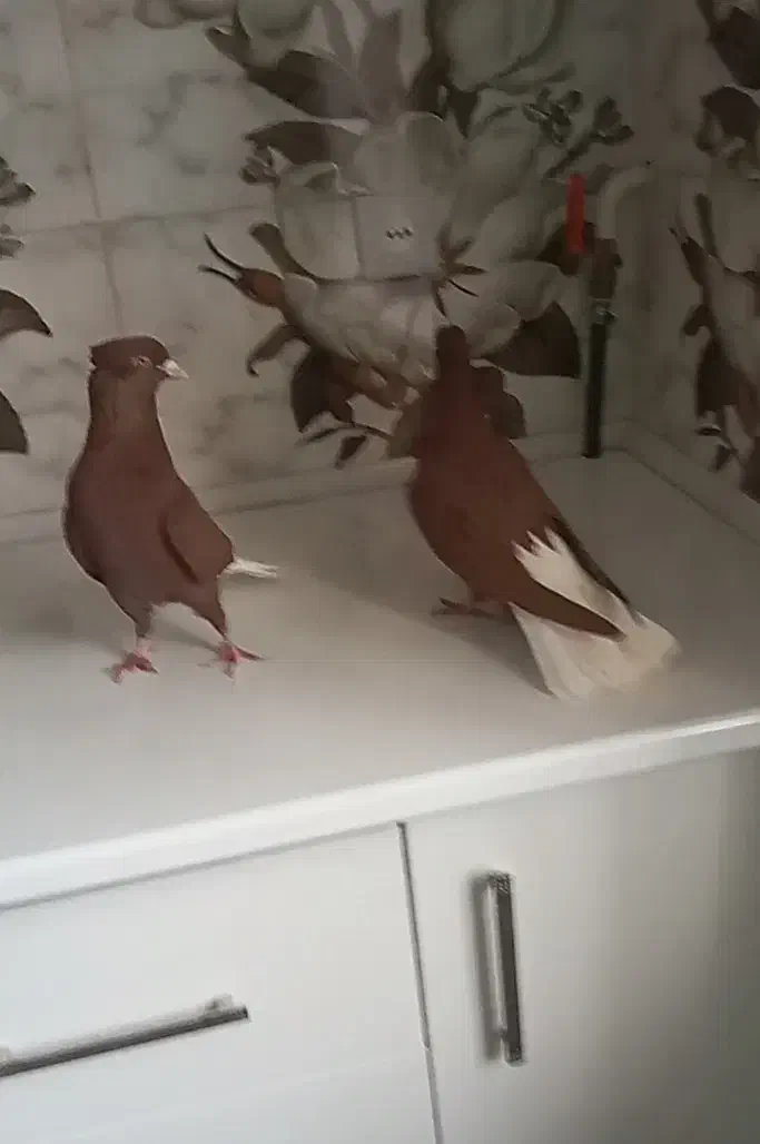 کبوتر دمسفید جفت کاکلی|پرنده|میلاجرد, |دیوار