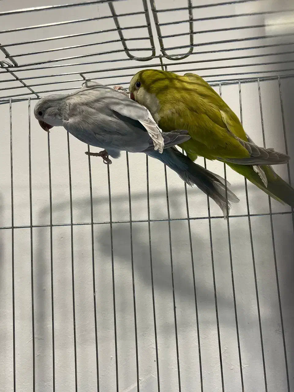 طوطی راهب سبز پسته ای و بلو اسکای|پرنده|آمل, |دیوار