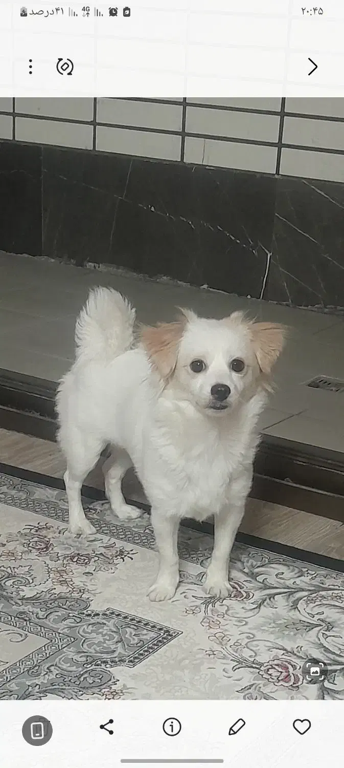 اشپیتز پامر ،دوساله وماده هستش|سگ|اصفهان, حسینآباد|دیوار