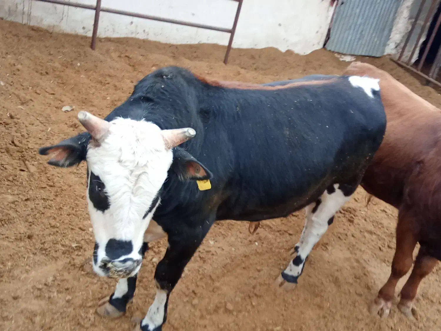 دو راس گوساله گیلک چاق|حیوانات مزرعه|مشکین‌دشت, |دیوار