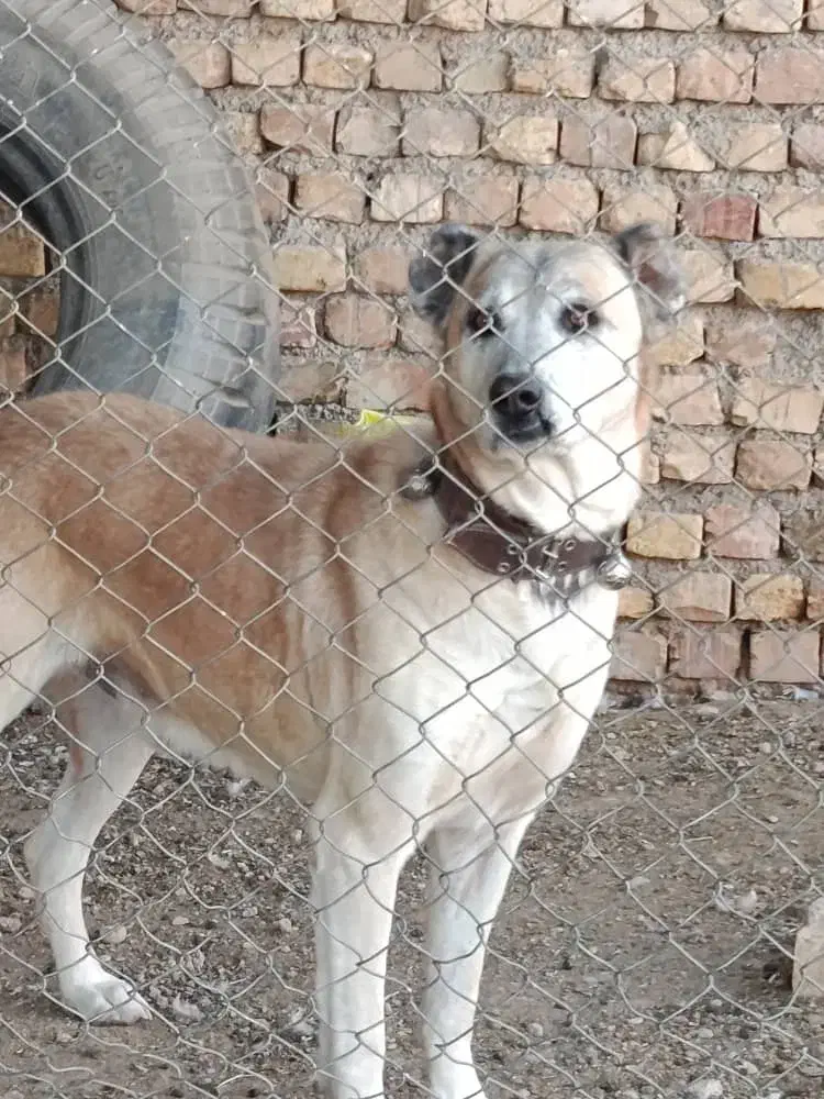 سگ سرابی|سگ|مبارکه, |دیوار