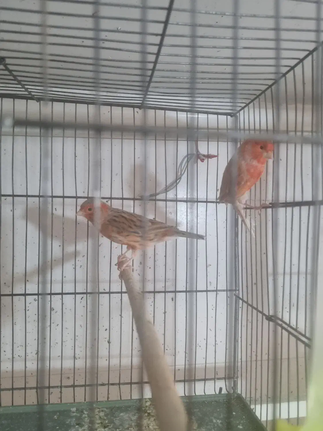 قناری|پرنده|اصفهان, کساره|دیوار