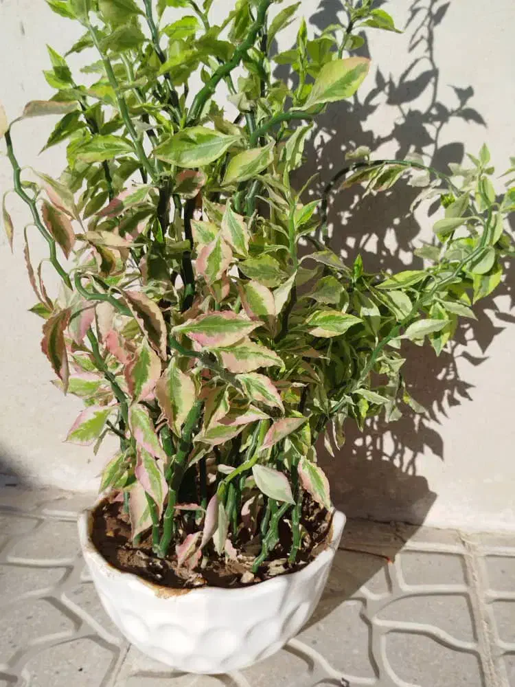 گل پدیلانتوس  سرحال|گل و گیاه طبیعی|کرمانشاه, |دیوار